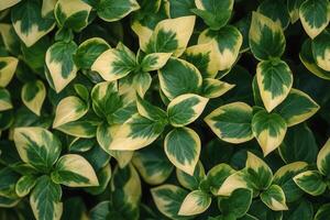 Lush green leaves with variegated patterns. photo
