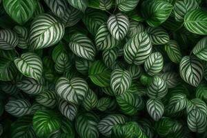 Lush green leaves with striking patterns and textures. photo
