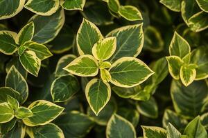 Lush green leaves with variegated edges. photo