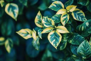 Lush green leaves with variegated patterns. photo