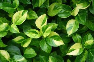Lush green leaves with variegated patterns. photo