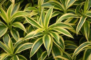 Lush green leaves with variegated patterns. photo