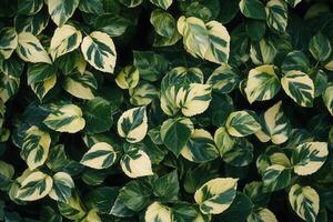 Lush green leaves with variegated patterns. photo