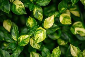 Lush green leaves with variegated patterns. photo
