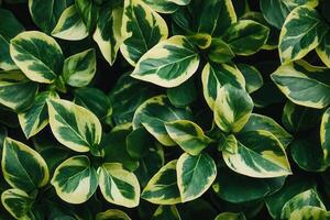 Lush green leaves with variegated patterns. photo