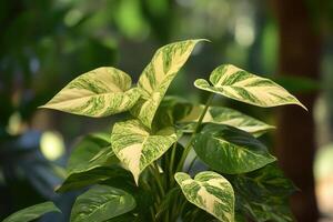 Lush green leaves with variegated patterns. photo