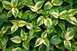 Lush green leaves with variegated patterns. photo
