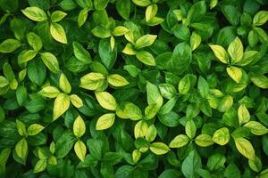 lozano verde hojas con variar sombras de amarillo. foto