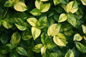 Lush green leaves with variegated patterns. photo