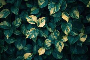 Lush green leaves with variegated patterns. photo