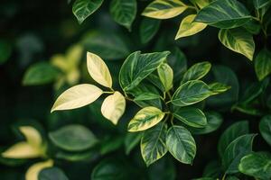 Lush green leaves with varying shades of yellow. photo