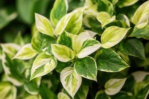 Lush green leaves with variegated patterns. photo