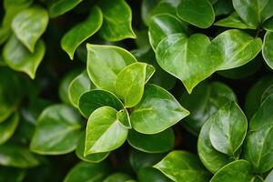 Lush green leaves with varying shapes and textures. photo