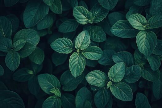 Lush green leaves with varying shapes and textures. photo