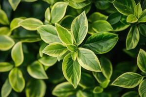 Lush green leaves with variegated patterns. photo