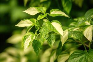 Lush green leaves with variegated patterns. photo