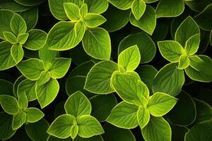Lush green leaves with vibrant textures and patterns. photo
