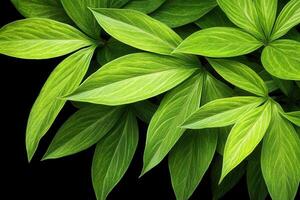 Lush green leaves with vibrant textures on a dark background. photo