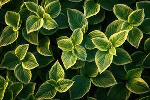 Lush green leaves with vibrant patterns and textures. photo