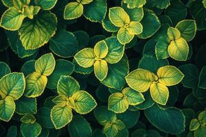 Lush green leaves with vibrant yellow edges. photo