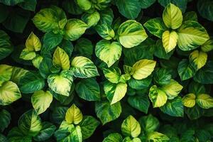 Lush green leaves with vibrant patterns and textures. photo