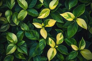 Lush green leaves with vibrant yellow accents. photo