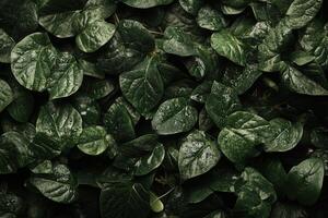 Lush green leaves with water droplets on a dark background. photo