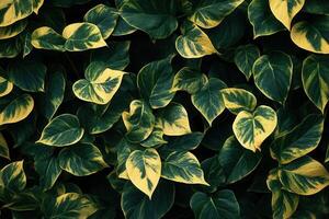 Lush green leaves with yellow variegation in a dense arrangement. photo
