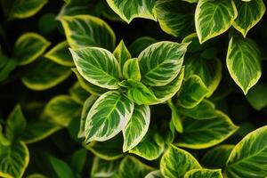 Lush green leaves with vibrant yellow edges. photo