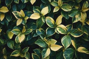 Lush green leaves with yellow accents creating a vibrant pattern. photo