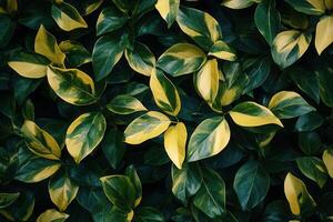 Lush green leaves with yellow accents in a dense arrangement. photo