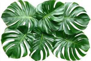 Lush green monstera leaves arranged aesthetically. photo