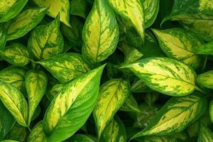 Lush green leaves with yellow variegation. photo