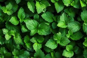 Lush green mint leaves create a vibrant foliage pattern. photo