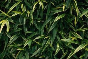 Lush green leaves with yellow accents creating a vibrant texture. photo