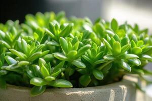 Lush green succulent plants in a decorative pot. photo