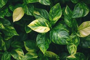 Lush green leaves with variegated patterns. photo