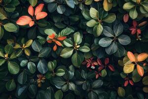 Lush green leaves with hints of red and orange. photo