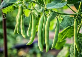 Green beans growing on a plant in a garden photo
