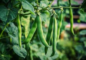 A bunch of green beans hanging from a plant photo