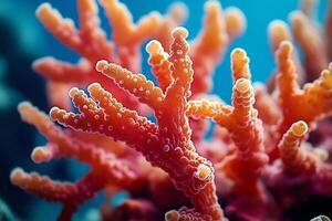 A close up of a coral with orange and white photo