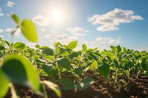 Soybean field with sun shining on it photo