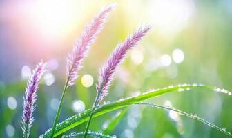 Grass with dew drops on it in the morning light photo