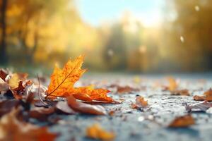 Autumn leaves on the ground in a forest photo