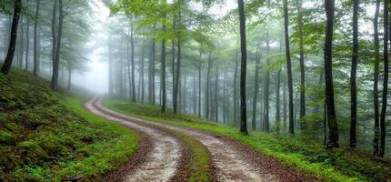A dirt road in the middle of a forest photo
