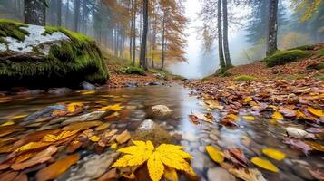 Autumn leaves on the ground in a forest photo