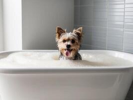 Wet small dog enjoying a bath in a white tub with bubbles and a gray tiled background. photo