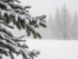 Winter landscape with pine branches and snow in festive atmosphere. photo
