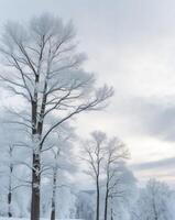 A snowy landscape with trees and snow photo