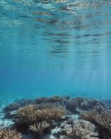 A coral reef with sunlight shining on it photo